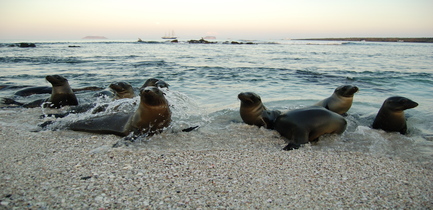 day-eight-itinerary-a-endemic-sea-lions-sand-mosquera